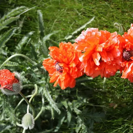 Hotel apartamentowy Romantik Drezno