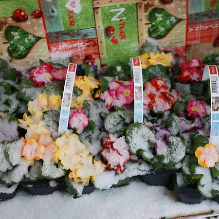 Romantik Ξενοδοχείο με διαμερίσματα Δρέσδη